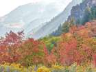USA-Utah-Logan Canyon Colorful aspens in autumn Art Print